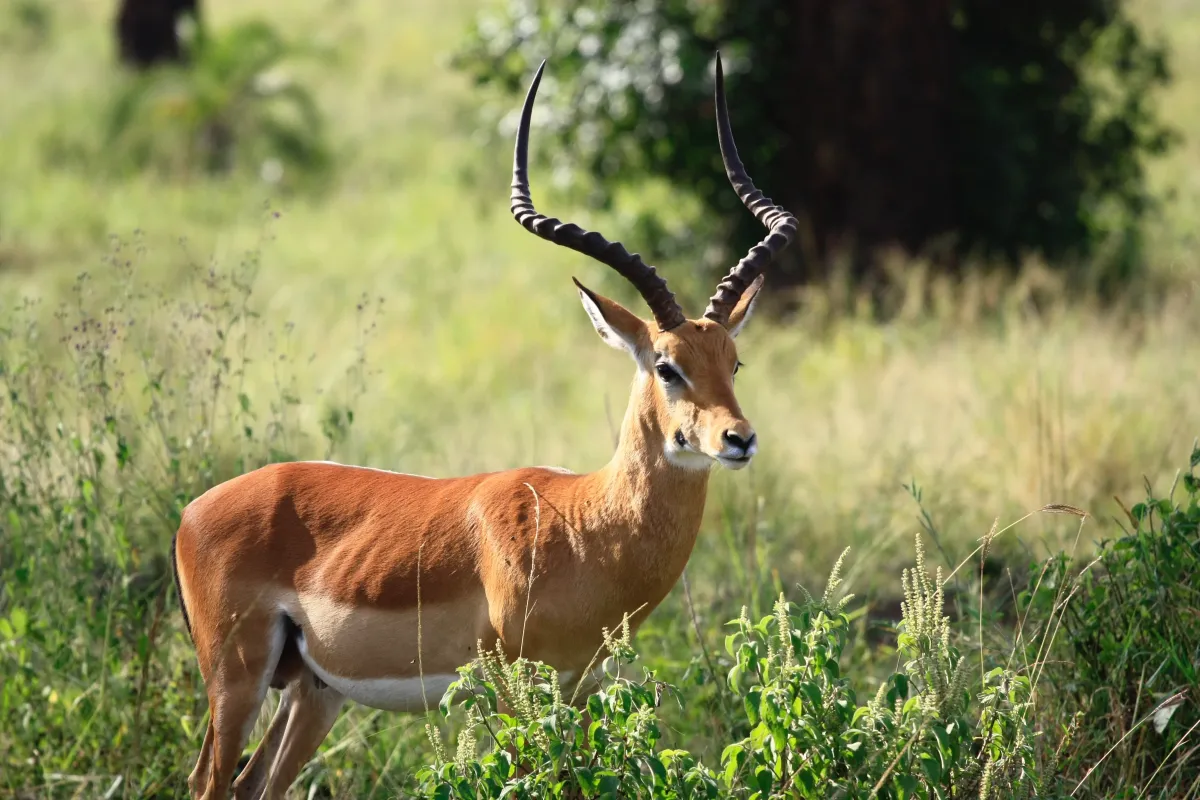 Jaka gra zoo najlepsza? – TOP 5